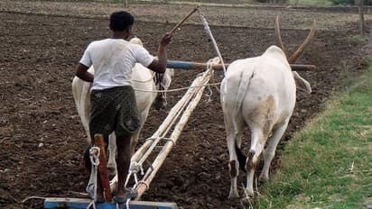 ಕೃಷಿ ಸಂಸ್ಕೃತಿ ನಾಶವಾಗುವ ಅಪಾಯ ಕಾದಿದೆ..!