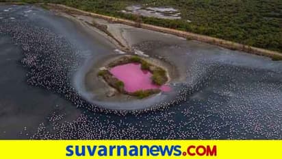 ಮಹಾರಾಷ್ಟ್ರದ ಈ ಕೆರೆ ರಾತ್ರೋರಾತ್ರಿ ಗುಲಾಬಿ ಬಣ್ಣಕ್ಕೆ ತಿರುಗಿದ್ದೇಕೆ?!