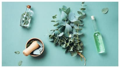 এই গাছের তৈরি অলঙ্কার পরলেই রোধ করা যাবে মারণ করোনাকে, চাঞ্চল্যকর দাবি করলেন কৃষিমন্ত্রী