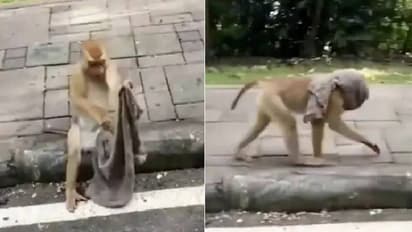 'മാസ്ക് മുഖ്യം'; കൈയില് കിട്ടിയ തുണിക്കഷ്ണം മുഖാവരണമാക്കി കുരങ്ങന്; വീഡിയോ വൈറല്