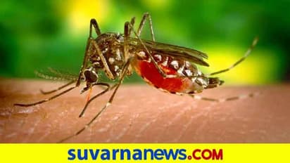 ಎಚ್ಐವಿ, ಡೆಂಘೀ ರೀತಿ ಕೊರೋನಾಗೂ ಲಸಿಕೆ ಇಲ್ಲ?