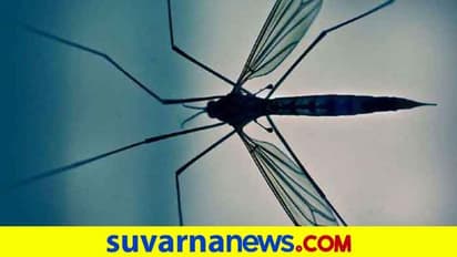 ದಕ್ಷಿಣ ಕನ್ನಡ: ಕೊರೋನಾ ಸಮಯದಲ್ಲಿ 40 ಡೆಂಘೀ ಕೇಸ್!