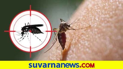 ಡೆಂಗ್ಯೂ ಮರುಕಳಿಸಿದರೆ ಅಪಾಯ ಹೆಚ್ಚು...