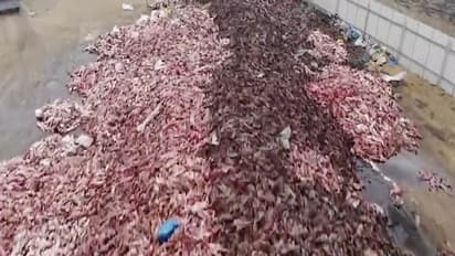 ಇದು ಈರುಳ್ಳಿ ಸಿಪ್ಪೆಯಲ್ಲ, ಜೀವಂತವಾಗಿ ಚರ್ಮ ಸುಲಿದ ಪ್ರಾಣಿಗಳು: ರಹಸ್ಯ ಕ್ಯಾಮರಾದಲ್ಲಿ ಸೆರೆ!