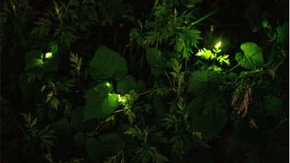 കൊവിഡിനിടയിലും ജപ്പാനിലെ പൊന്തക്കാടുകളിൽ നുറുങ്ങുവെട്ടം തെളിച്ച് മിന്നാമിനുങ്ങുകളുടെ രതിസംഗമനൃത്തം