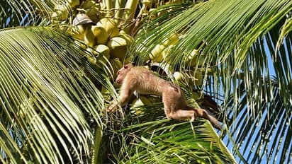 ಉತ್ತರ ಕನ್ನಡಕ್ಕೆ ಮತ್ತೆ ವಕ್ಕರಿಸಿ ಮಂಗನ ಕಾಯಿಲೆ.. ಪರಿಹಾರ ಯಾವ ಕಾಲಕ್ಕೋ!