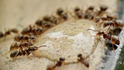 ಬೆಲ್ಲ, ಸಕ್ಕರೆಯನ್ನು ಇರುವೆಗಳಿಂದ ರಕ್ಷಿಸಲು ಈ ಟ್ರಿಕ್ಸ್ ಟ್ರೈ ಮಾಡಿ