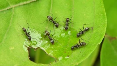 বাড়িতে পিঁপড়ের আগমন, জীবনে ঘটতে চলছে ভালো না খারাপ ঘটনা জেনে নিন