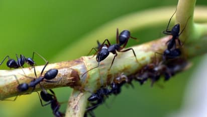 ಸಾಲು ಸಾಲು ಇರುವೆಗಳು ಕಾಣಿಸಿಕೊಂಡಿವೆಯೇ? ಇದು ಶುಭ ಸೂಚಕವೇ?