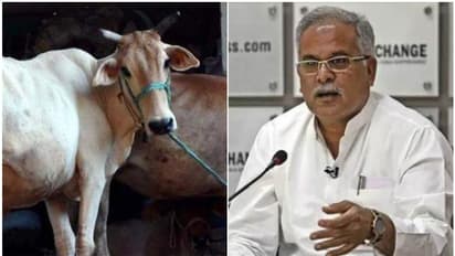 കര്ഷകരില് നിന്ന് ചാണകം വാങ്ങാന് ഛത്തീസ്ഗഡ് സർക്കാർ; പ്രശംസിച്ച് ആര്എസ്എസ്, എതിര്ത്ത് ബിജെപി