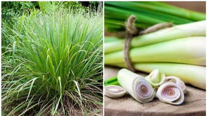 ലെമൺ ഗ്രാസ് പ്രതിരോധശേഷി വർദ്ധിപ്പിക്കാൻ സഹായിക്കുമോ...?