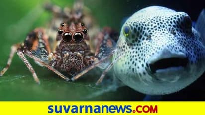 ಯಬ್ಬೇ! ಜಗತ್ತಿನ ಭಯಾನಕ ಆಹಾರಗಳಿವು...