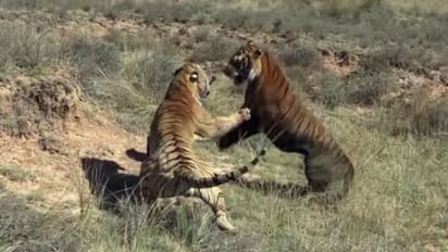 കാട്ടിനുള്ളില് മല്പ്പിടുത്തം നടത്തുന്ന കടുവകള് - വീഡിയോ