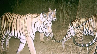 ഗിന്നസ് ബുക്കില് ഇടം നേടി ഇന്ത്യയുടെ കടുവ സെന്സസ്