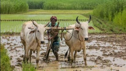 கந்து வட்டிக் கும்பல்களிடம் விவசாயிகள் சிக்கும் அபாயம்..!! நகைக் கடன் வழங்குவதை உறுதி செய்ய கோரிக்கை..!!