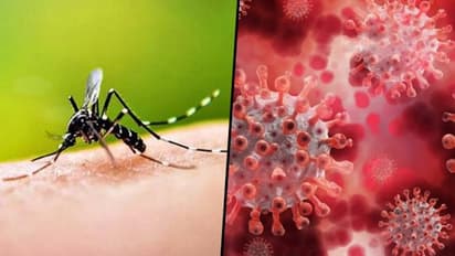 করোনার পর ভারতের উপর চোখ রাঙাচ্ছে আরও একটি চিনা ভাইরাস, আশঙ্কার কথা শোনাল আইসিএমআর