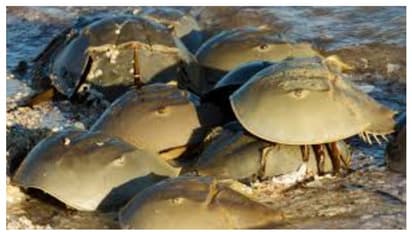 इस जीव का खून है सोना! 1 लीटर खून की कीमत में खरीद सकते हैं 2 कार