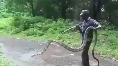 അപൂര്‍വ്വം!; കാടിറങ്ങി വന്ന അതിഥിയെ കാണാം...