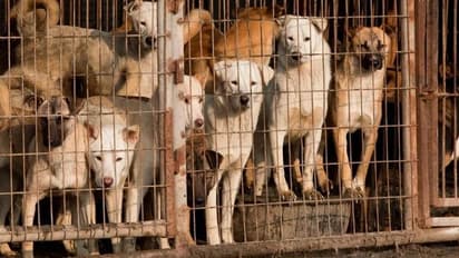 కుక్క మాంసం వినియోగం-విక్రయంపై నిషేధం కొట్టివేసిన న్యాయస్థానం..