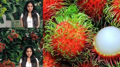 'പഴങ്ങളിലെ രാജകുമാരി'; റംബൂട്ടാനെ കുറിച്ച് അഹാനയ്ക്ക് പറയാനുള്ളത്...