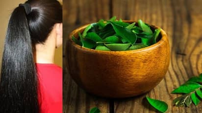 അകാല നര അകറ്റാനും തലമുടി വളരാനും കറിവേപ്പില മാജിക് !