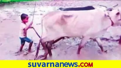 ಭತ್ತಕ್ಕಿಲ್ಲ ಕೊರೋನಾ ಭಯ: ಉಳುಮೆ ಮಾಡುವ 5 ವರ್ಷದ ಬಾಲಕ