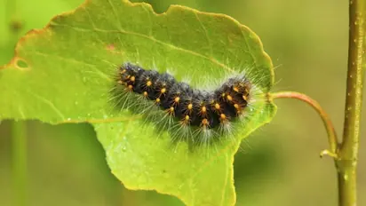 Doctors find 3.8-cm-long worm in woman’s tonsil after she ate fish