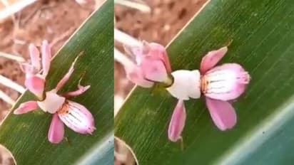 നടക്കുന്ന ഓർക്കിഡ് പൂവോ? സോഷ്യല്‍ മീഡിയയില്‍ വൈറലായി വീഡിയോ