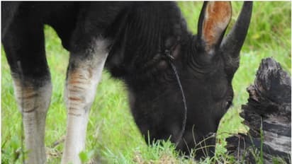 കേരളാ- തമിഴ്നാട് അതിര്ത്തി വനമേഖലയില് നായാട്ട് സംഘങ്ങള് സജീവമാകുന്നു