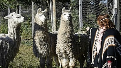 করোনা কাবু লামা-র অ্যান্টিবডিতে, মহামারি মোকাবিলায় কীভাবে বড় ভূমিকা নিচ্ছে এই প্রাণী