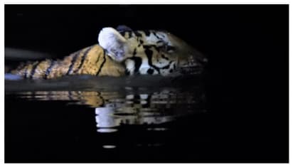 প্রবাদ সত্যি হল বানভাসি কাজিরাঙায়, প্রাণ বাঁচাতে ছাগলের ঘরে আশ্রয় নিল বাঘ, দেখুন সেই ভিডিও