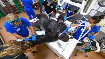 মহামারী  বিধ্বস্ত বিশ্বে বাদ গেল না দানবাকৃতি গরিলাও, হাসপাতালে ভর্তি করে হল করোনা পরীক্ষা