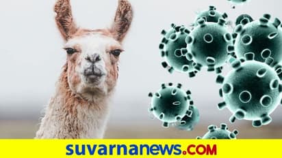 ಗುಡ್ನ್ಯೂಸ್: ಲಾಮಾಗಳಲ್ಲಿ ಕೊರೋನಾ ಪ್ರತಿಕಾಯ ಪತ್ತೆ!