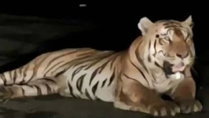 തിരക്കേറിയ റോഡിന് നടുവില് വിശ്രമിക്കുന്ന കടുവ, വീഡിയോ