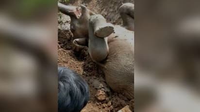 চা বাগানে ঢুকে নালা পড়ল হস্তিশাবক, স্থানীয়দের তৎপরতায় বাঁচল প্রাণ