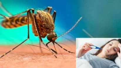 മഴക്കാല രോഗങ്ങളില് നിന്ന് ചിക്കുൻഗുനിയയെ വേർതിരിക്കുന്ന ലക്ഷണങ്ങൾ...