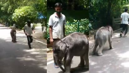 വ്യായാമം മുടക്കാത്ത മിടുക്കി; റോഡിലൂടെ ഓടുന്ന കുട്ടിയാന; വൈറലായി വീഡിയോ