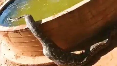 Watch: Python takes bath by itself after heavy meal