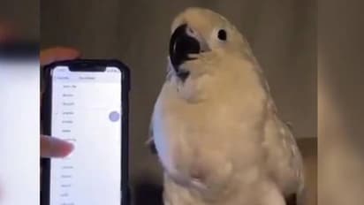 പാട്ടിനൊത്ത് ഡാന്‍സ് കളിക്കുന്ന തത്ത; വൈറലായി വീഡിയോ