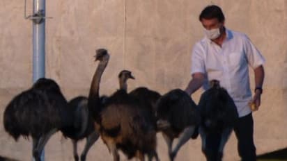 একটি পাখি আরও ভয়ঙ্কর করে দিল ব্রাজিল প্রেসিডেন্টের কোয়ারেন্টাই, করোনা আক্রান্ত বোলসোনারো