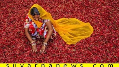 ಅಡುಗೆಯಲ್ಲಿ ಹಸಿಮೆಣಸಿನ ಬದಲು ಬ್ಯಾಡಗಿ ಮೆಣಸು ಬಳಸಿದರೆ ತೂಕ ಕಡಿಮೆ ಆಗುತ್ತಂತೆ, ನಿಜನಾ?