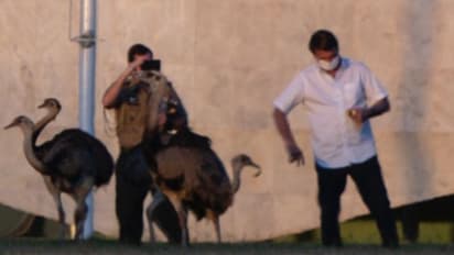 ക്വാറന്റീന്‍ 'ഹൊറിബിള്‍' ആണെന്ന് പ്രഖ്യാപിച്ചതിന് പിന്നാലെ ബ്രസീല്‍ പ്രസിഡന്റിന് പക്ഷിയുടെ കടിയും...