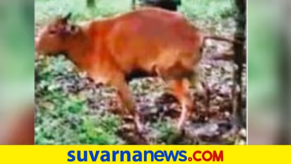 ದನದ ಬಾಲ ಹಿಡಿದ ಮರ, ಉಳವಿ ಕಾಡಿನಲ್ಲಿ ಅಚ್ಚರಿ!