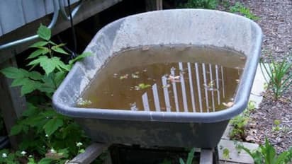 വീട്ടിൽ പാമ്പ് വരാതിരിക്കാൻ ഈ ആറ് കാര്യങ്ങൾ ശ്രദ്ധിക്കണേ...