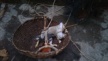 ക്വാറന്റീനിലുള്ള കുടുംബത്തിന്റെ കിണറ്റില് പൂച്ചയെ കൊന്ന് തള്ളിയെന്ന് പരാതി; പ്രകോപനം മുന്പും, അന്വേഷണം