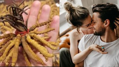 ಬಂಗಾರಕ್ಕಿಂತ ದುಬಾರಿ ಈ ಹಿಮಾಲಯನ್ ವಯಾಗ್ರ, ವಿಶೇಷತೆ ಏನು?