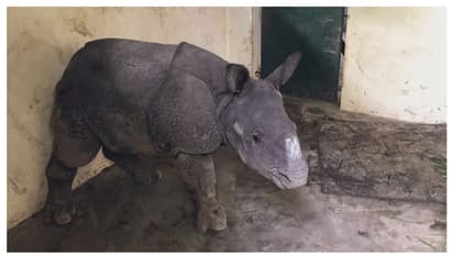 অসমে বন্যায় ভেসে যাওয়া গণ্ডার শাবককে বাঁচাল গ্রামবাসীরা, বিপন্ন কাজিরাঙা দেখলেন মুখ্যমন্ত্রী