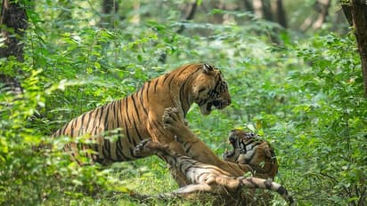 Mahindra Thar, Scorpio among 19 SUVs seized for entering prohibited area of Ranthambore National Park