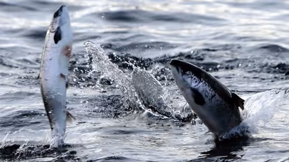 80 വര്ഷം കഴിഞ്ഞാല് കേരളത്തിലെ മത്സ്യങ്ങള്ക്കും അതിജീവനം സാധ്യമാകില്ലേ?