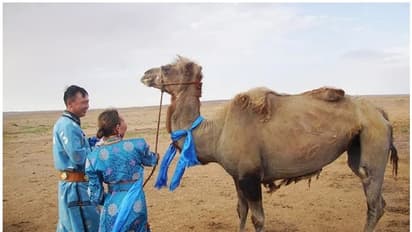 പ്രായമായതോടെ വിറ്റ് ഒഴിവാക്കിയ ഒട്ടകം യജമാനനെ തേടി അലഞ്ഞത് മാസങ്ങള്